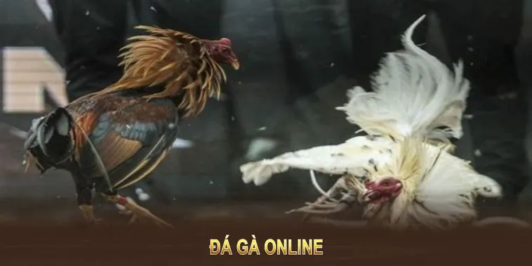 Cách Chơi Đá Gà WS168 Tại VVVWinGame Nhanh Hiệu Quả Dành Cho Tân Thủ