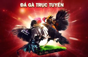 Cách Chơi Đá Gà 3D Tại VVVWin: Hướng Dẫn Chi Tiết