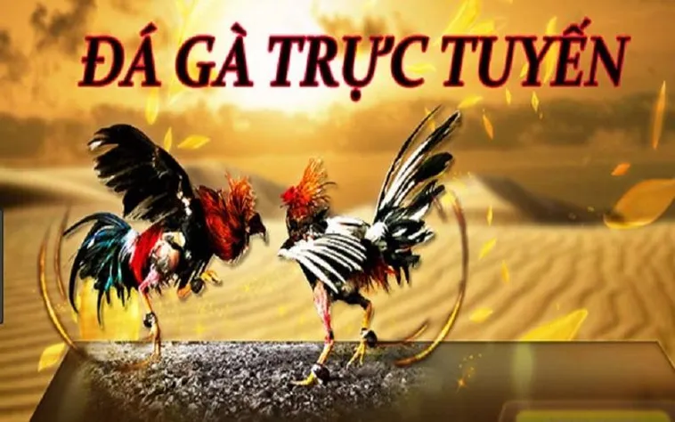 Cách Chơi Đá Gà 3D Tại VVVWin: Hướng Dẫn Chi Tiết 2 Cách Chơi Đá Gà 3D Tại VVVWin: Hướng Dẫn Chi Tiết